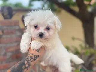 Bichón Maltés perros Bichon maltés macho disponible - Anuncio 23