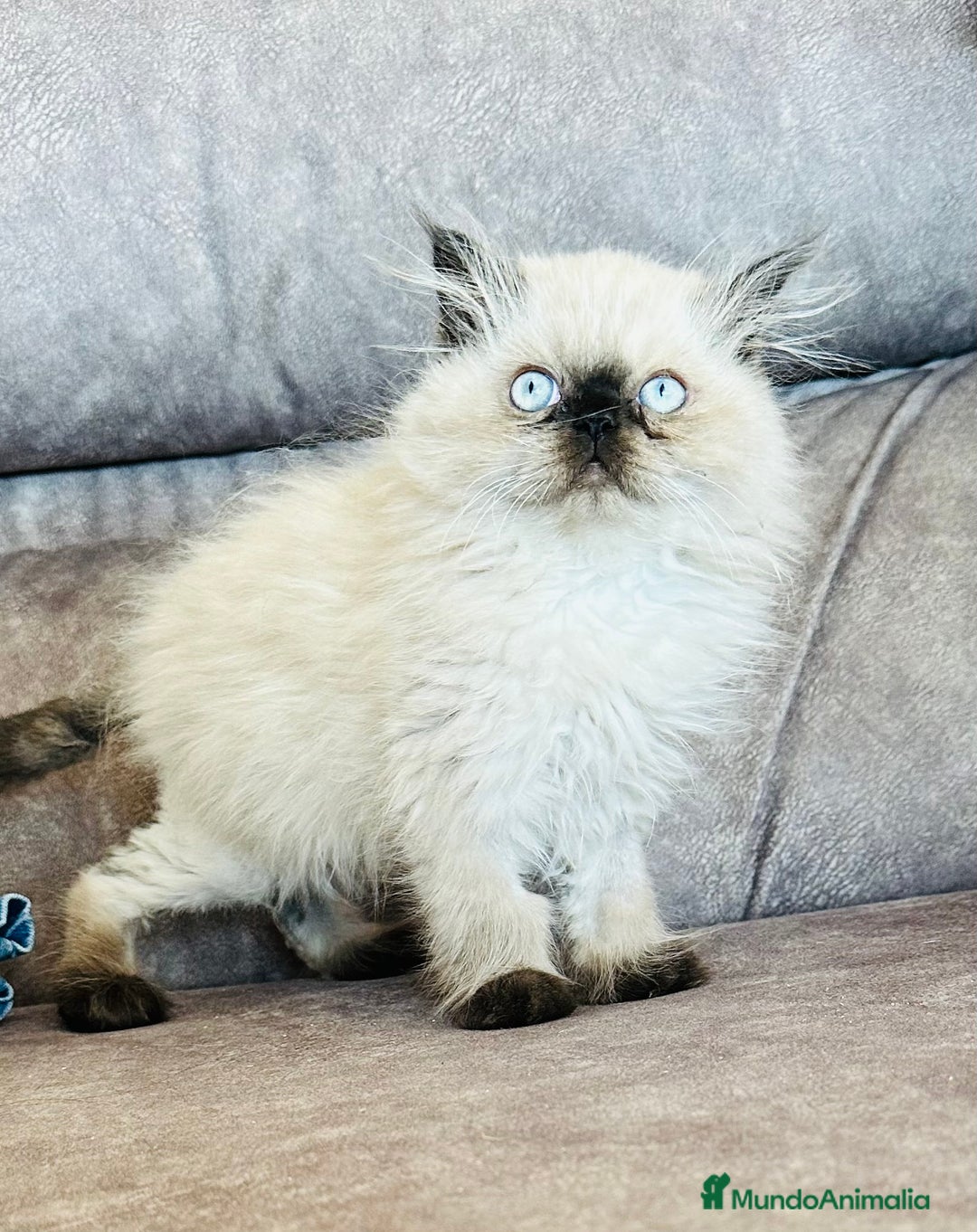Persa gatos en venta: Precioso macho Himalayo - Imagen 1