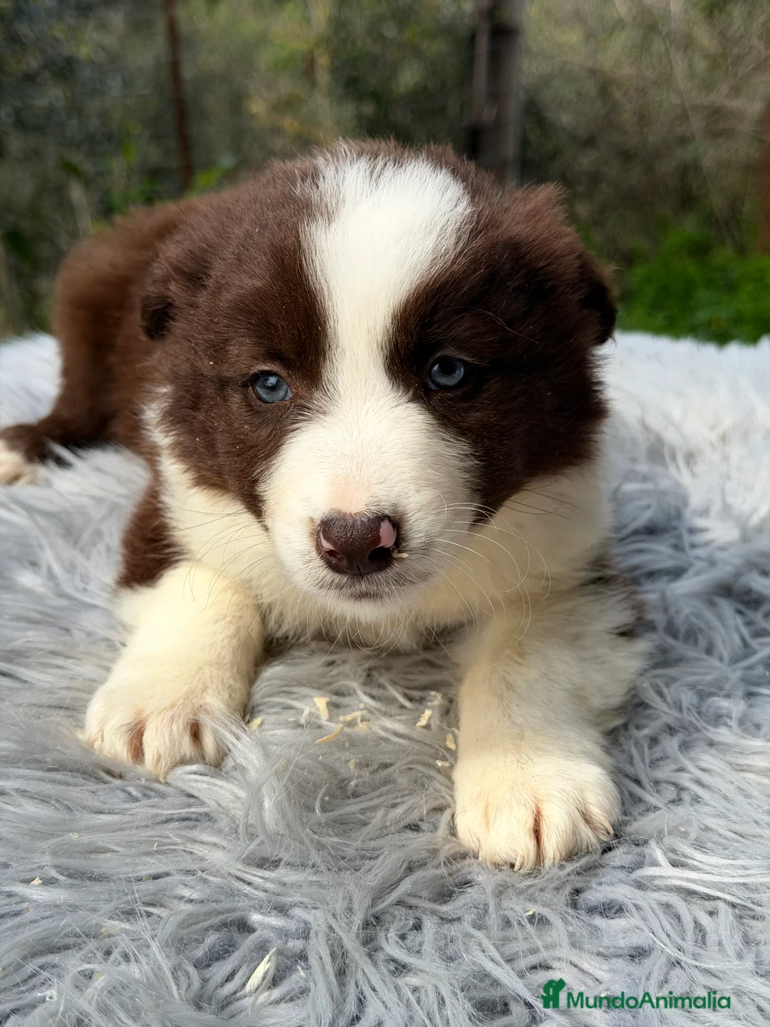 Border Collie perros en venta: Border chocolate  - Anuncio 2