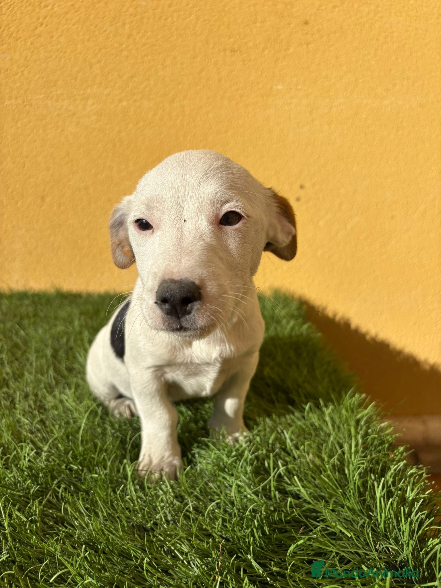 Jack Russell Terrier perros Jack Russell macho pata corta  - Anuncio 24