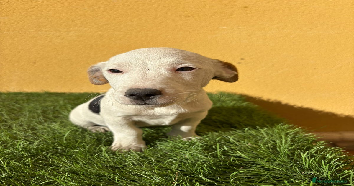 Jack Russell macho pata corta en venta en Barcelona | MundoAnimalia