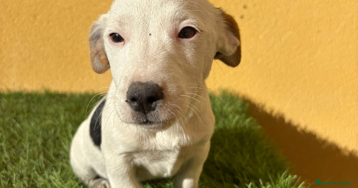 Patajack Jack Russell macho pata corta en venta en Barcelona | MundoAnimalia