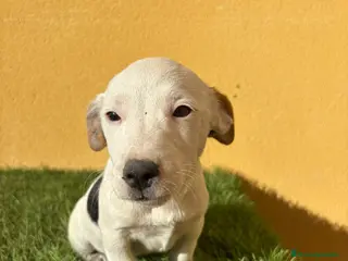 Jack Russell Terrier perros Jack Russell macho pata corta - Anuncio 2