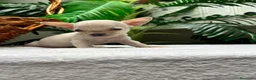 Chihuahua perros en venta:  CAMADA DE CHIHUAHUA – BLANCOS Y CANELA  - Anuncio 30