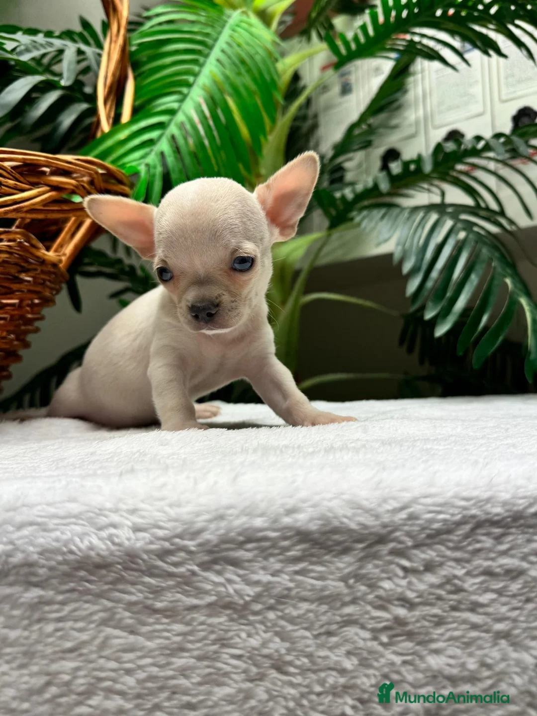 Chihuahua perros en venta:  CAMADA DE CHIHUAHUA – BLANCOS Y CANELA  - Anuncio 30