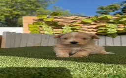 Maltipoo perros en venta: MALTIPOO MACHO - Imagen 18