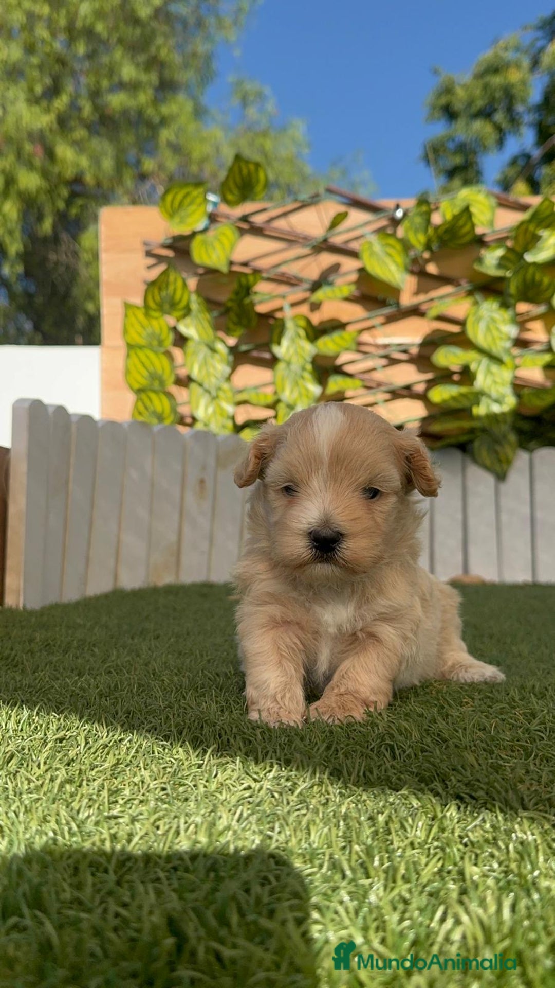Maltipoo perros en venta: MALTIPOO MACHO - Imagen 18