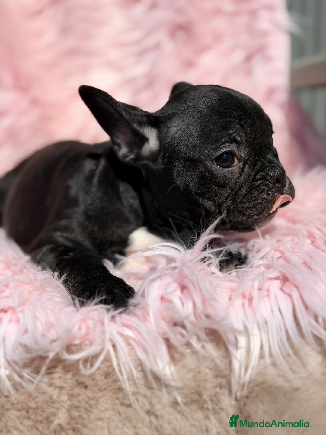 Bulldog Francés perros en venta: Bulldog francés negra - Anuncio 2