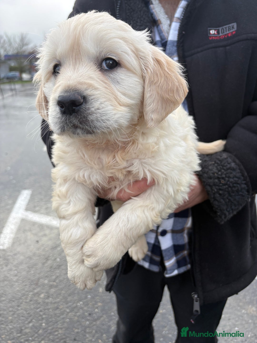 Golden Retriever perros en venta: Golden Retriever un lujo de cachorro - Anuncio 10