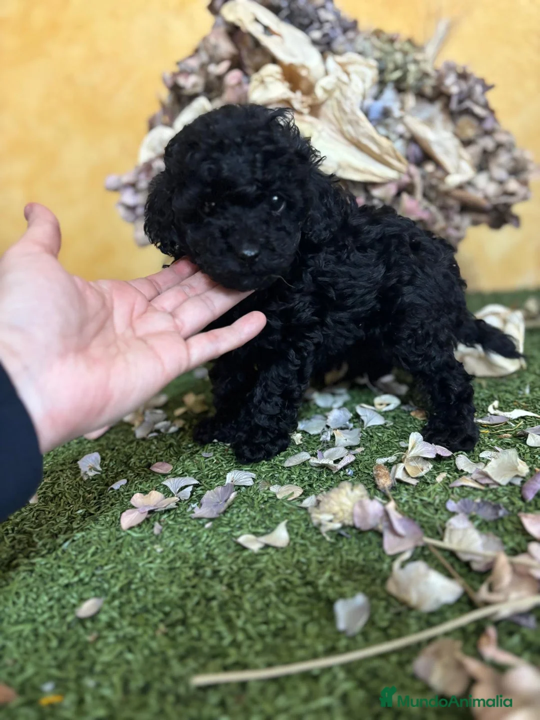 Caniche Toy perros en venta: Caniche Toy en color negro hembra!! - Anuncio 8