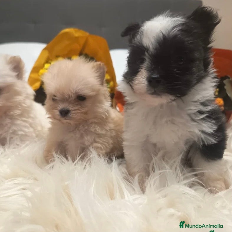 Pekinés perros Pekines Imperial  - Anuncio 1