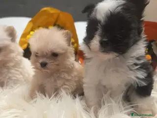 Pekinés perros Pekines Imperial - Anuncio 1