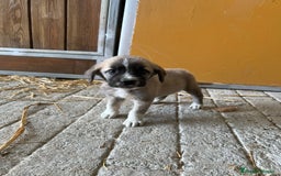 Mastín Español perros en venta: Mastina español  - Imagen 7