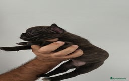 Bulldog Francés perros en venta: Bulldog francés hembra  - Imagen 2