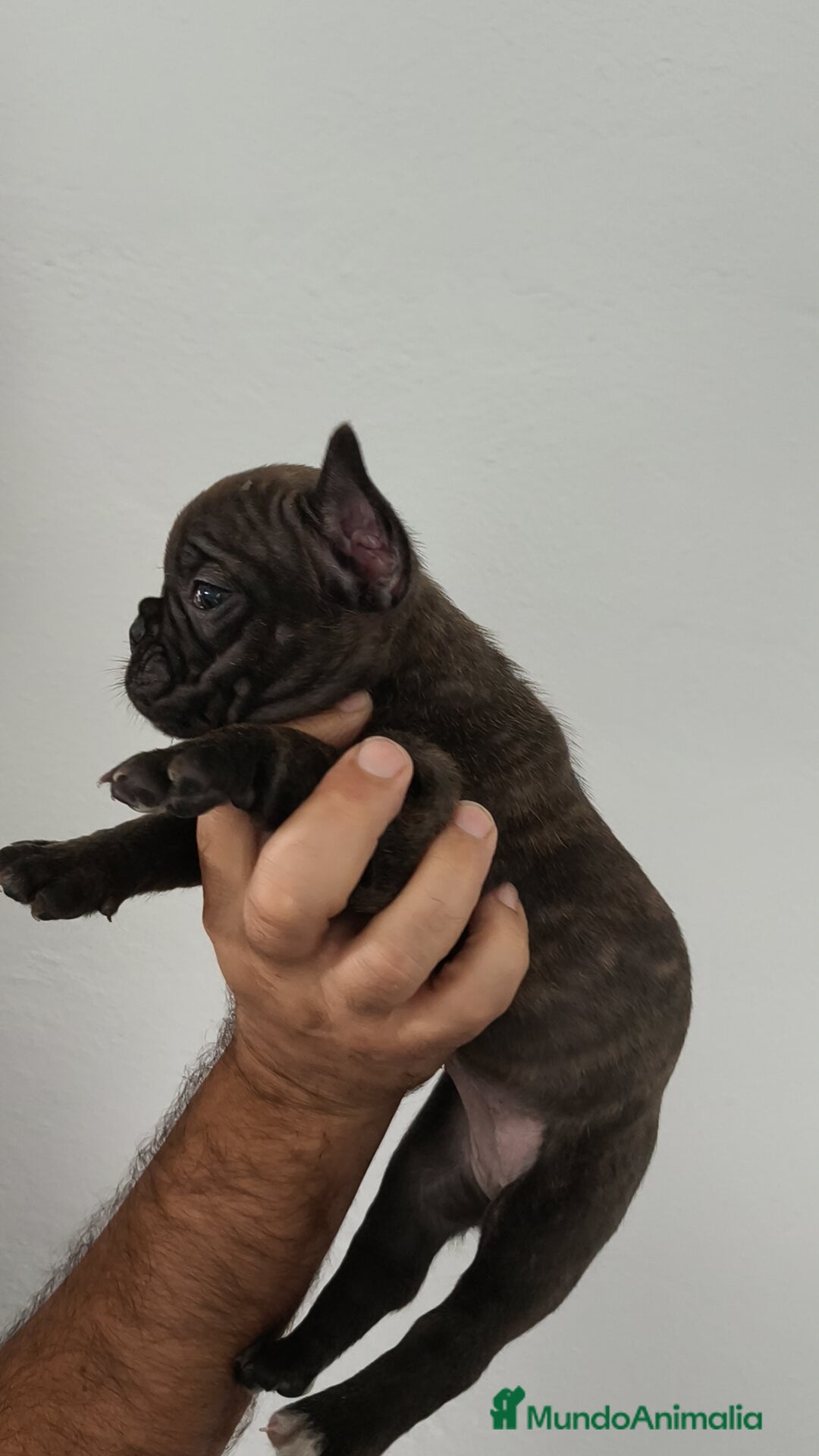 Bulldog Francés perros en venta: Bulldog francés hembra  - Imagen 2