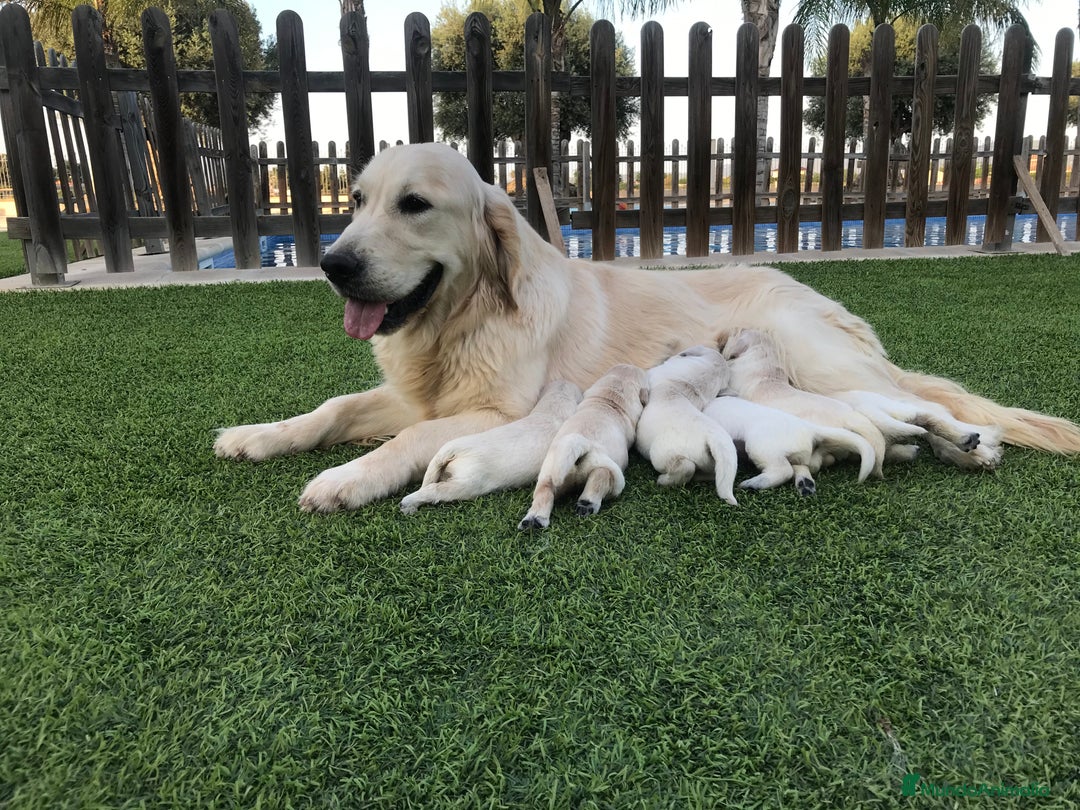 Golden Retriever perros en venta: Cachorros Golden top - Imagen 8