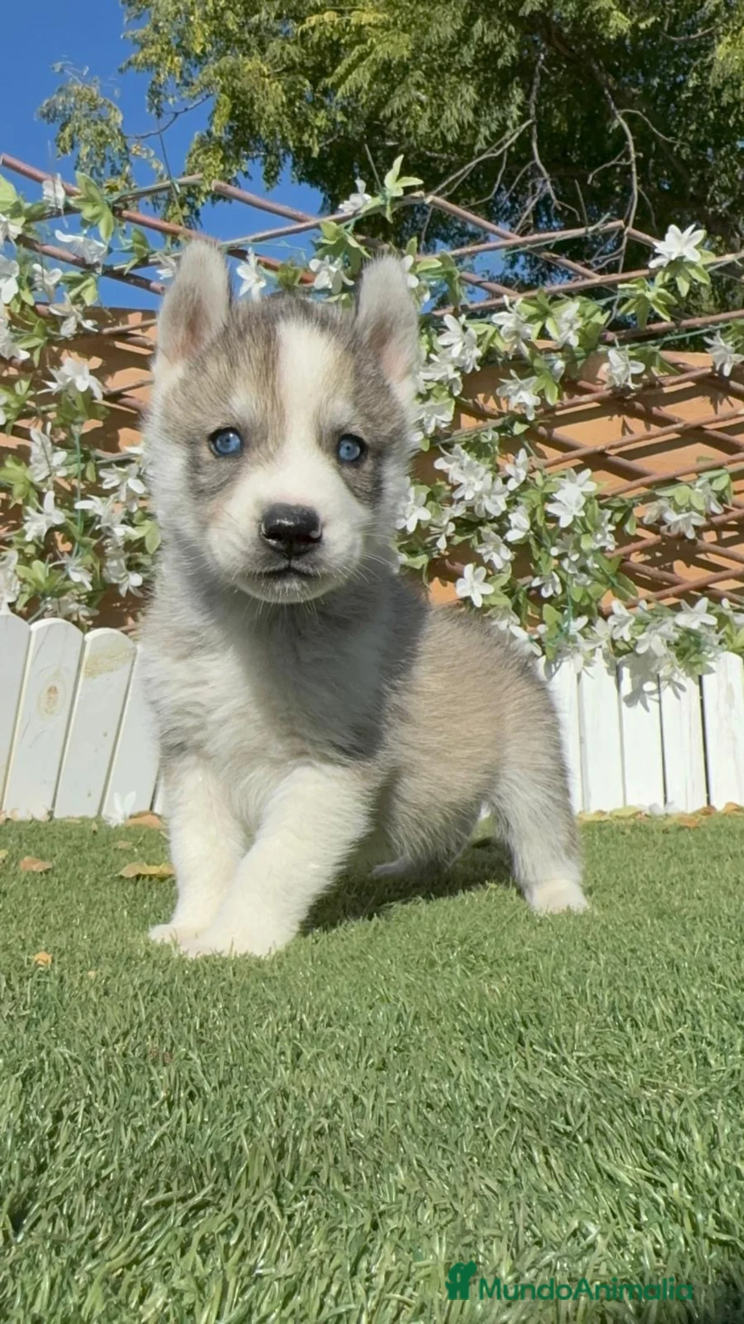 Husky Siberiano perros en venta: HUSKY SIBERIANO - MACHOS - Anuncio 1