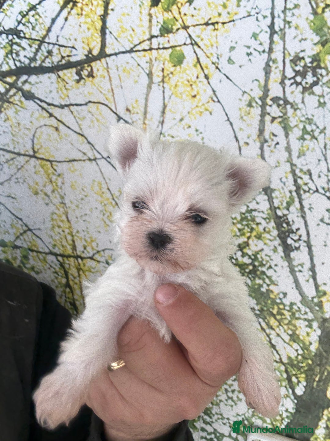 Bichón Maltés perros en venta: Bichon maltés súper mini - Anuncio 2