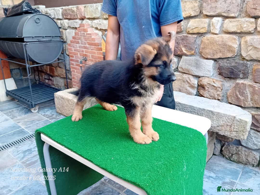 Pastor Alemán perros en venta: Pastores alemanes de CARMARGUT - Imagen 12