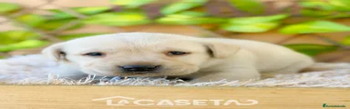 Labrador Retriever Cachorro 7625