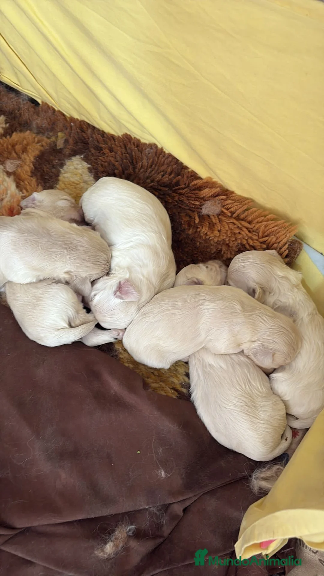 Bichón Maltés perros en venta: Camada de bichon maltés disponible - Anuncio 2