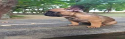 Bulldog Francés perros en venta: Bulldog francés fawn - Anuncio 3