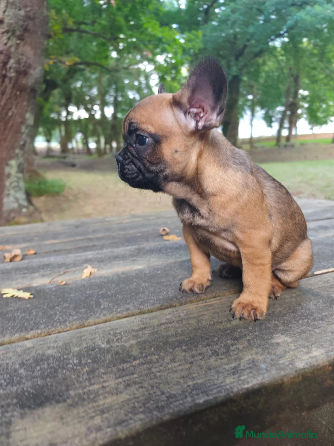 Bulldog Francés perros en venta: Bulldog francés fawn - Anuncio 3