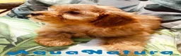 Bichón Habanero perros en venta: Havapoo Hembra de Haya y Alejo 6891 - AQUANATURA en Barcelona - Anuncio 2