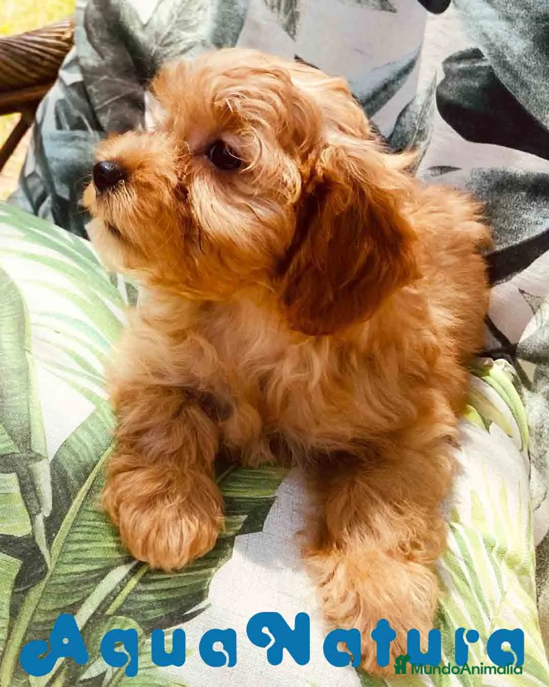 Bichón Habanero perros en venta: Havapoo Hembra de Haya y Alejo 6891 - AQUANATURA en Barcelona - Anuncio 2