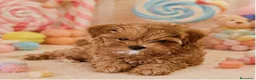 Maltipoo perros en venta: MALTIPOO MINIATURA ASIÁTICO  - Anuncio 2