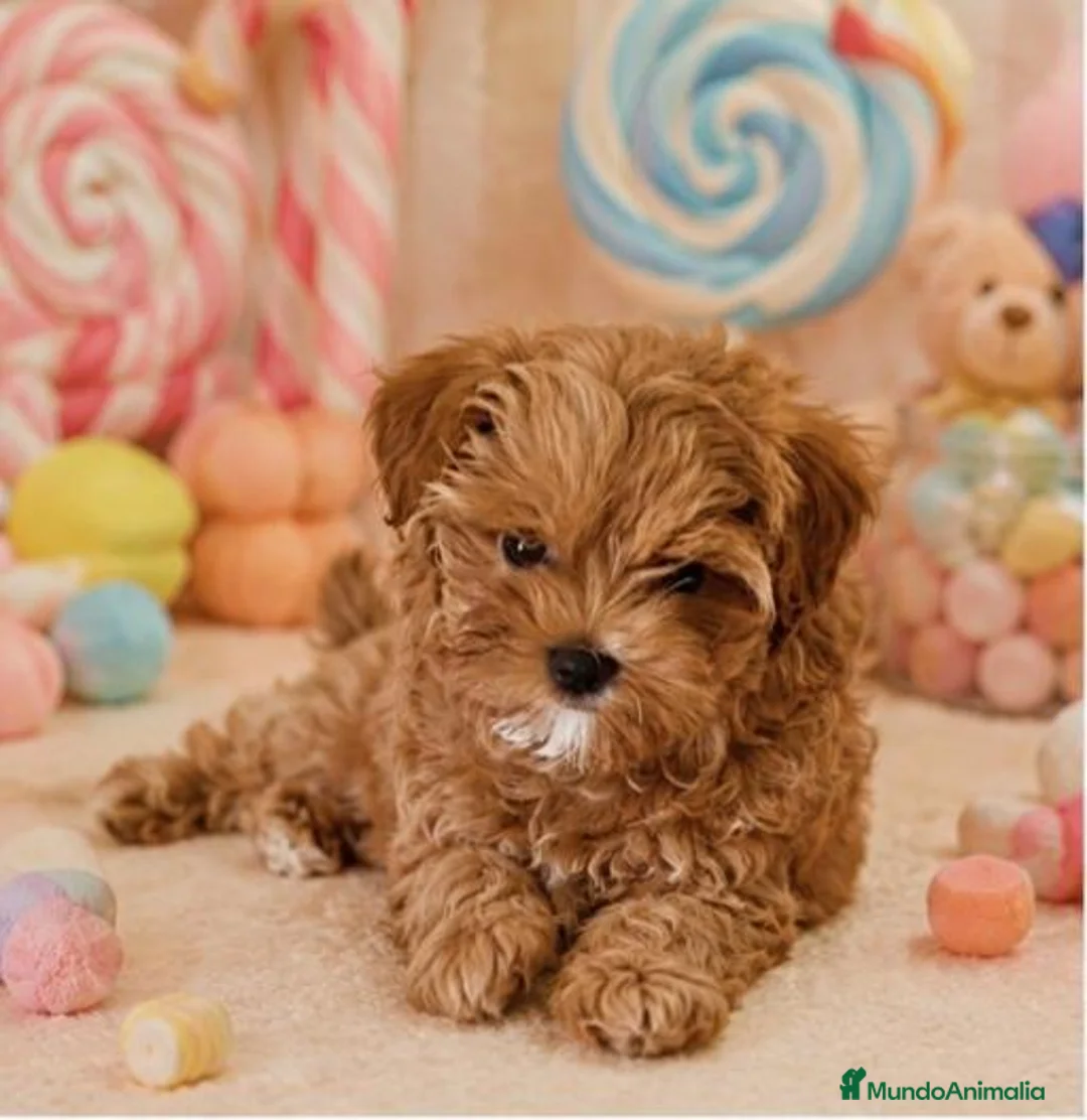 Maltipoo perros en venta: MALTIPOO MINIATURA ASIÁTICO  - Anuncio 2