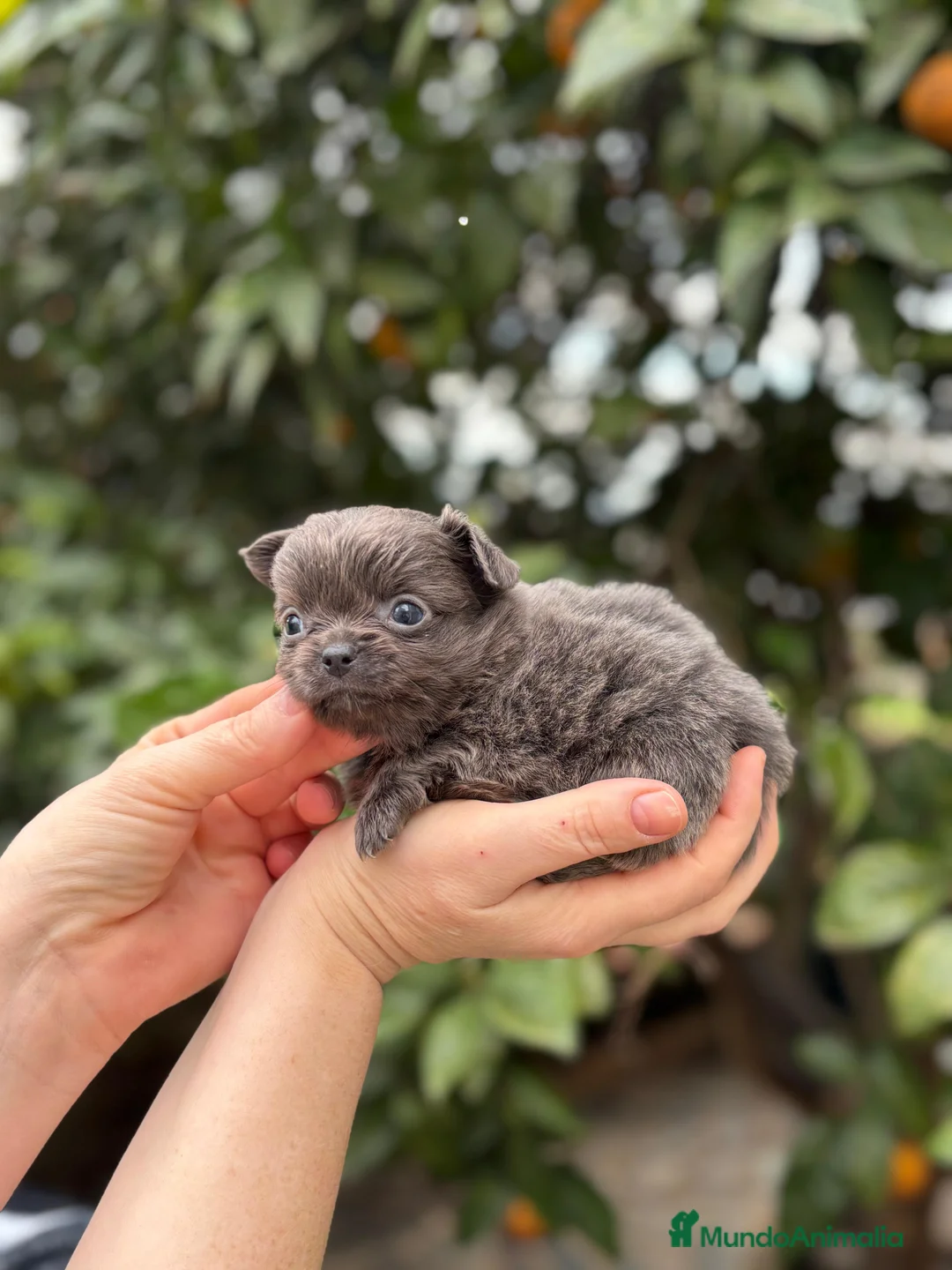 Chihuahua perros en venta: Hembra blue mini pelo largo  - Anuncio 3
