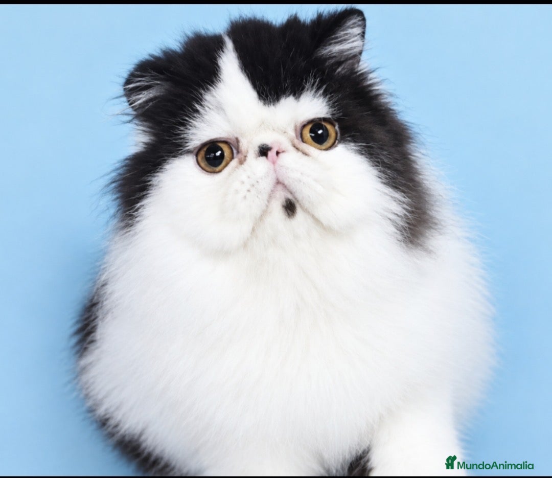 Persa gatos Persa puro - Anuncio 1
