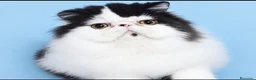 Persa gatos en venta: Persa puro - Anuncio 1
