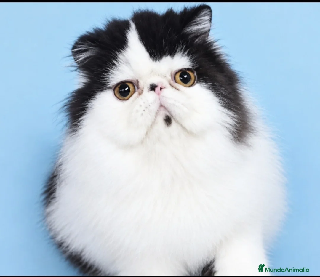 Persa gatos en venta: Persa puro - Anuncio 1