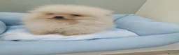 Pomerania perros en venta: Lulú de pomerania - Anuncio 2