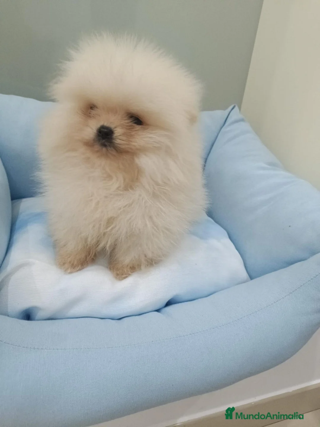 Pomerania perros en venta: Lulú de pomerania - Anuncio 2
