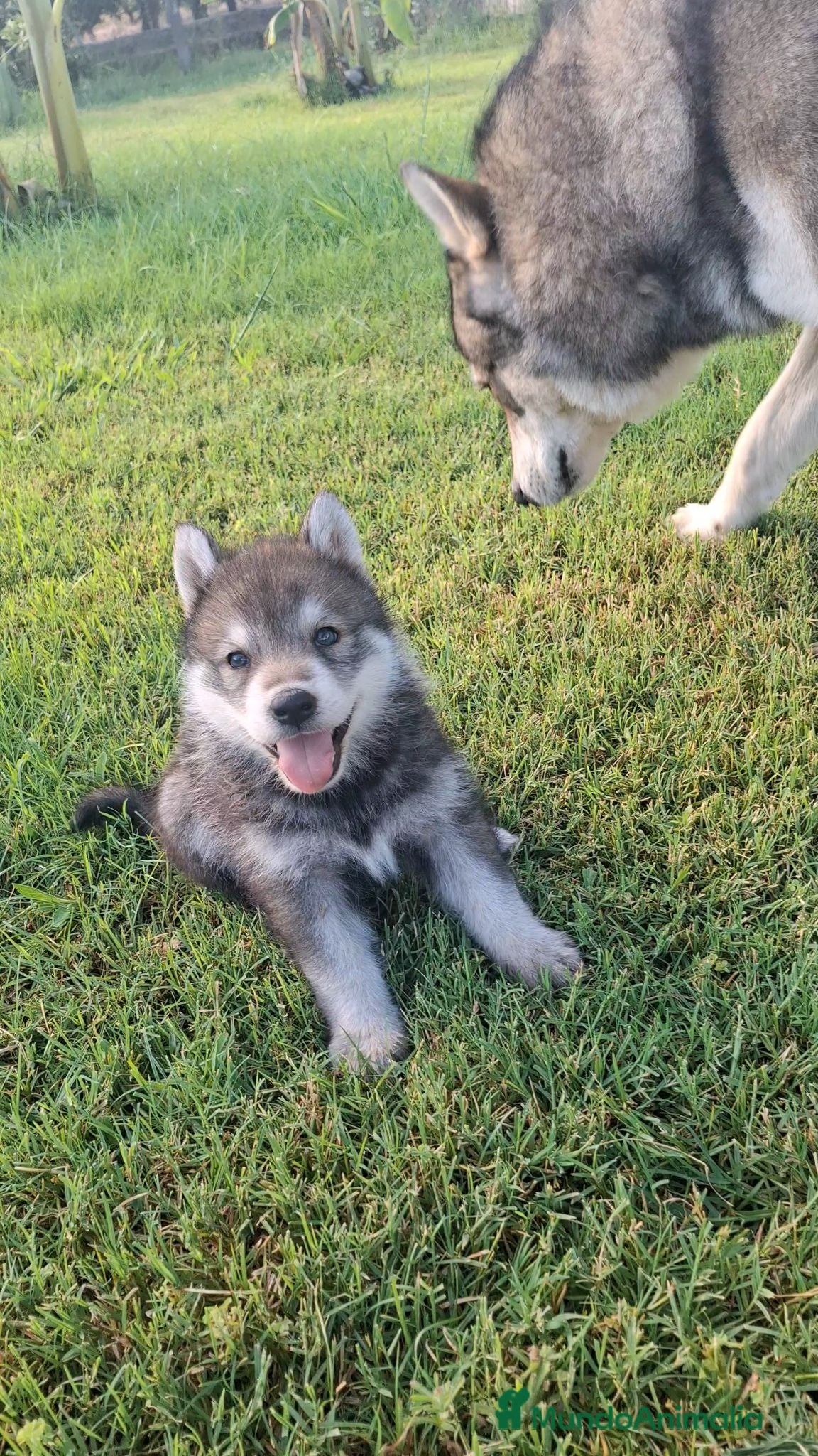 Husky Siberiano perros Espectacular hembra husky siberiano - Anuncio 33
