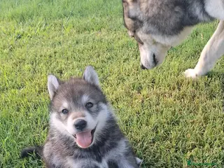 Husky Siberiano perros Espectacular hembra husky siberiano - Anuncio 33