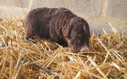 Perro de Agua Español perros en venta: perros de agua color chocolate  - Imagen 5