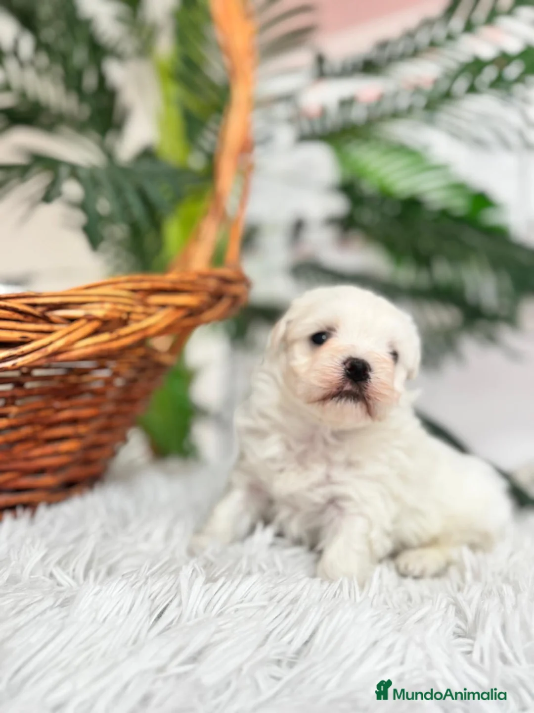 Bichón Maltés perros en venta: BICHON MALTES MACHO - Anuncio 7