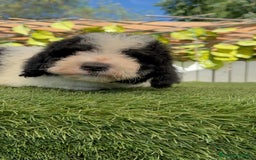 Perro de Agua Español perros en venta: PERRO DE AGUA MACHO - Imagen 23