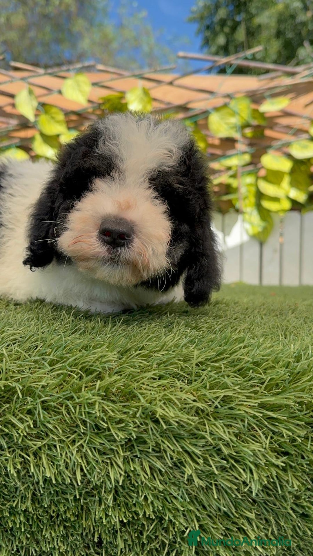 Perro de Agua Español perros en venta: PERRO DE AGUA MACHO - Imagen 23