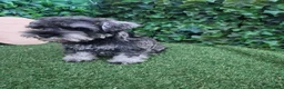 Schnauzer Miniatura perros en venta: Schnauzer sal y pimienta  - Anuncio 3