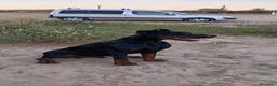 Dobermann perros en venta: Doberman europeos  - Anuncio 2