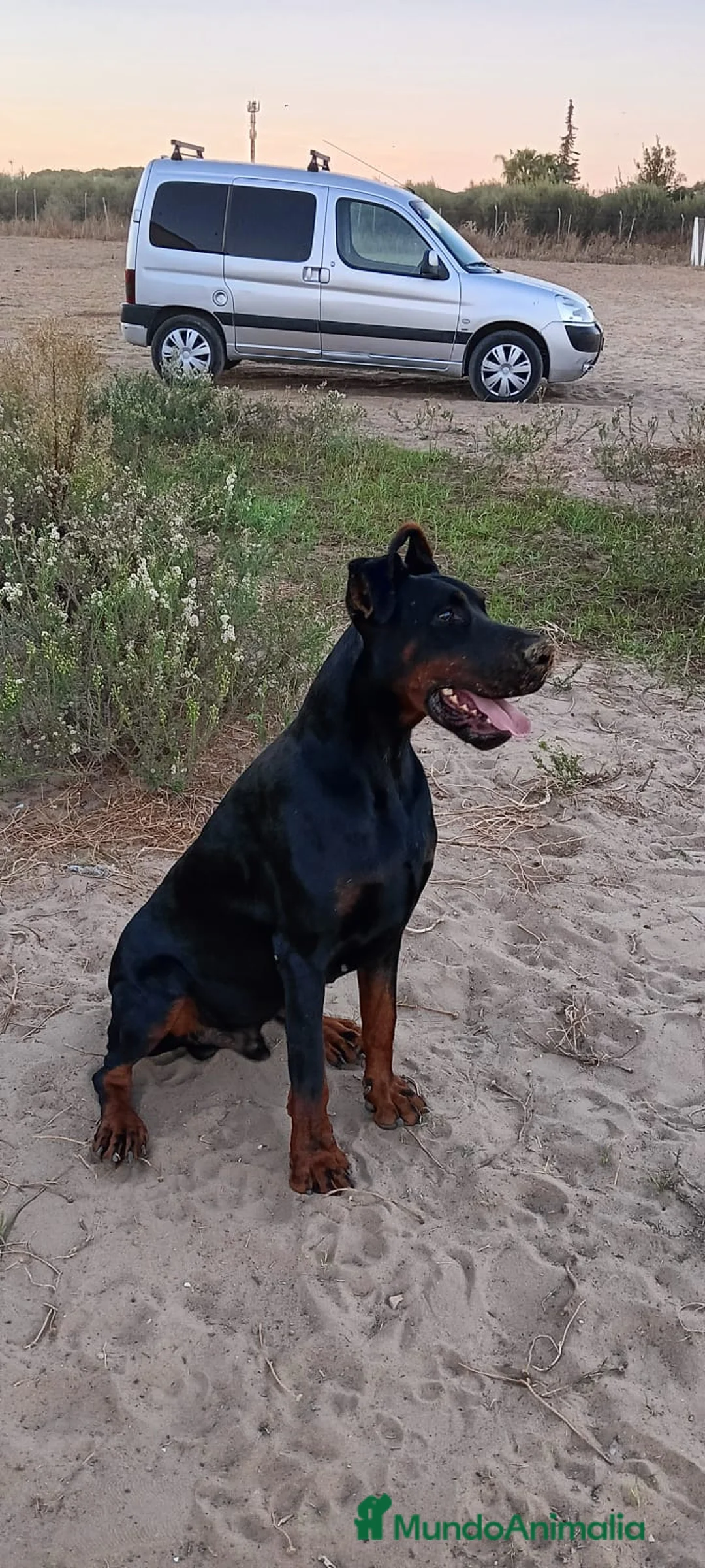 Dobermann perros en venta: Doberman europeos  - Anuncio 2