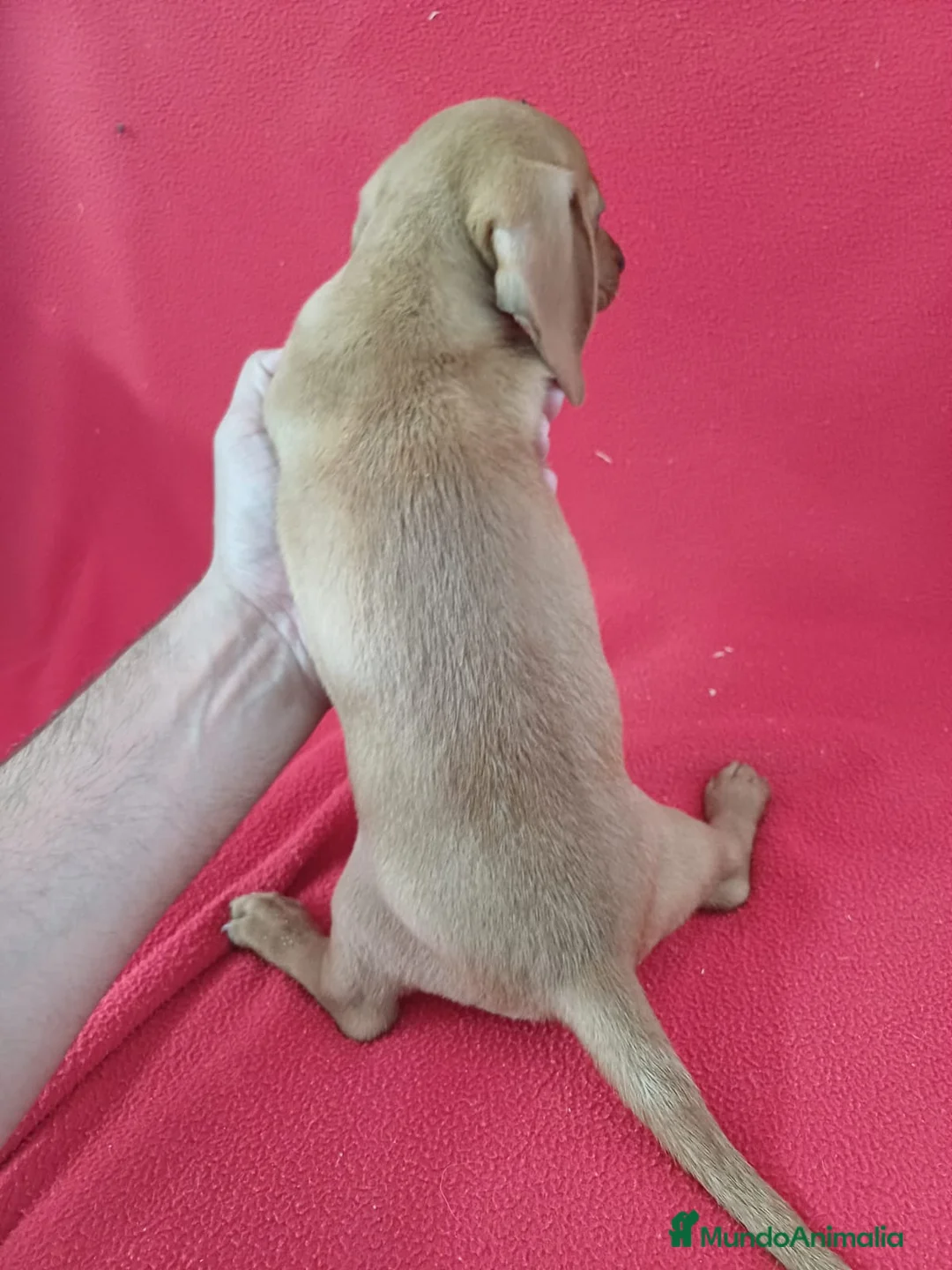 Teckel Miniatura perros en venta: Teckel Mini  - Anuncio 2