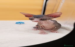 Sphynx gatos en venta: Preciosa hembrita tabby  - Imagen 4