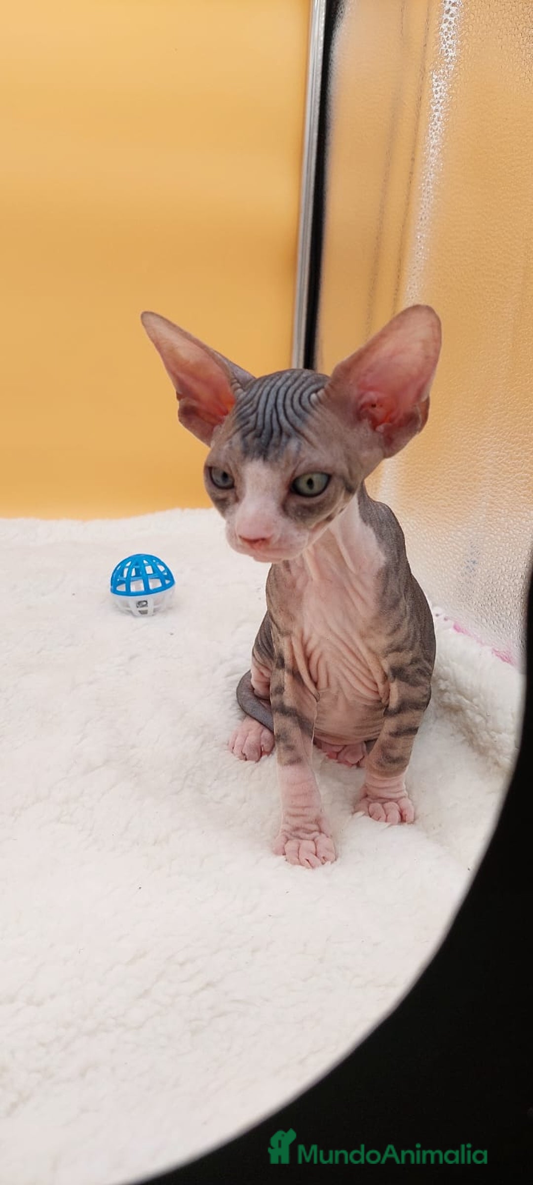 Sphynx gatos en venta: Preciosa hembrita tabby  - Imagen 4