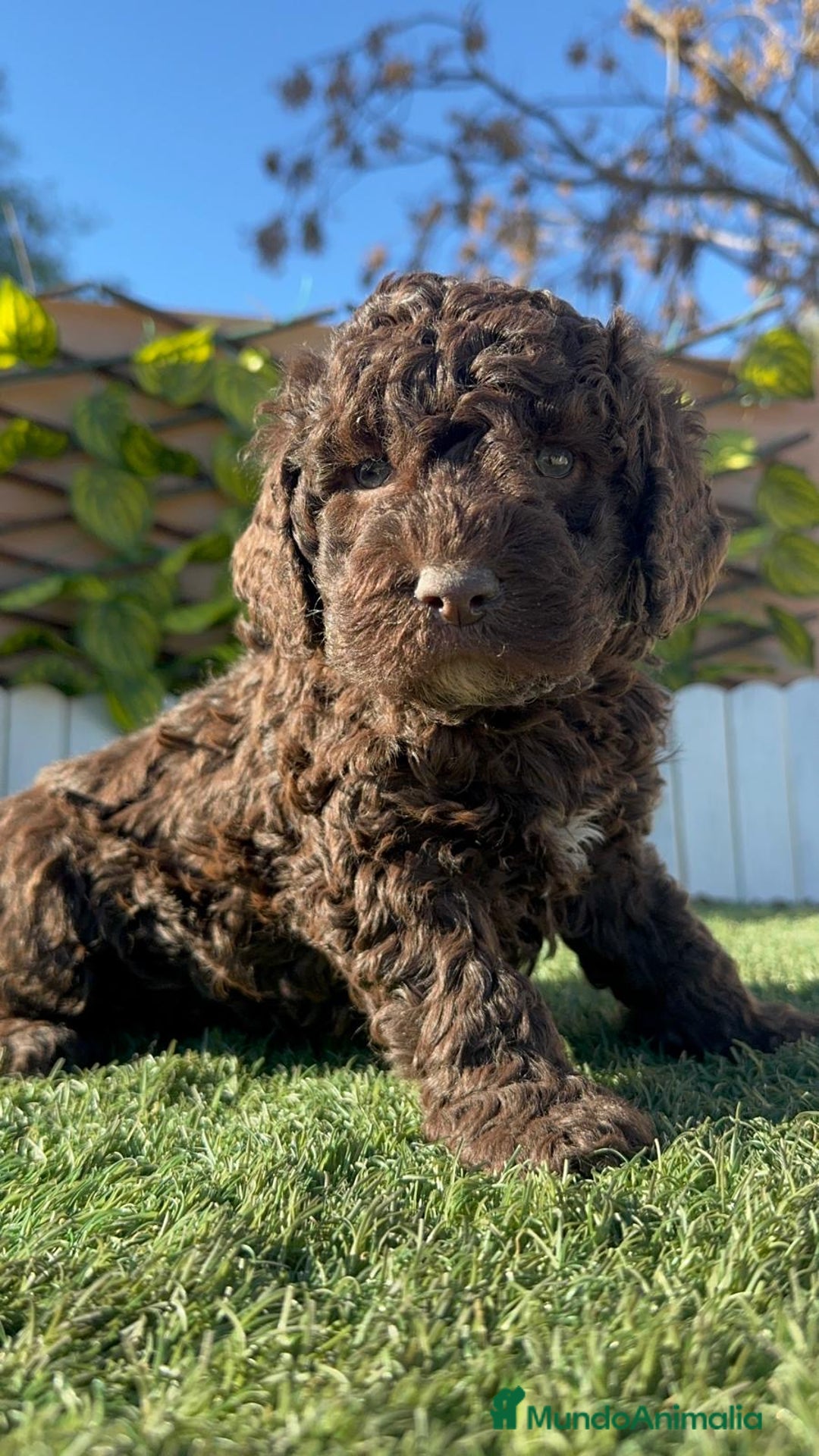 Perro de Agua Español perros en venta: PERRO DE AGUA MACHO - Anuncio 15